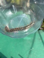 Scolopendra subspinipes