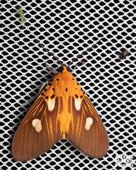 Asota orbona