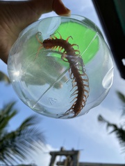 Scolopendra subspinipes