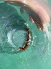 Scolopendra subspinipes