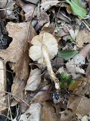 Lepiota spheniscispora