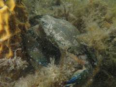 Thalamitinae