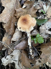 Lepiota spheniscispora