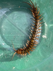 Scolopendra subspinipes