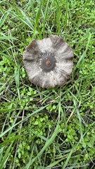 Coprinopsis uliginicola