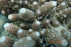 Acropora humilis
