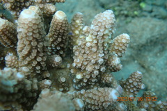 Acropora humilis