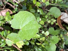 Centella uniflora