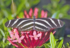 Heliconius charithonia