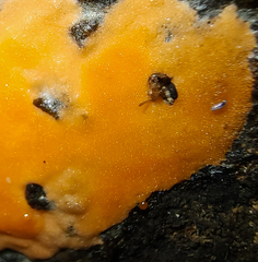 Dictydiaethalium plumbeum