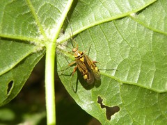 Rhabdomiris striatellus