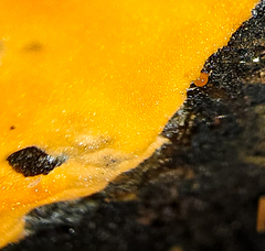 Dictydiaethalium plumbeum