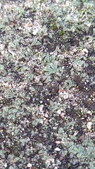 Riccia trichocarpa