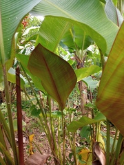 Heliconia imbricata