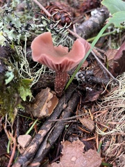 Laccaria amethysteo-occidentalis