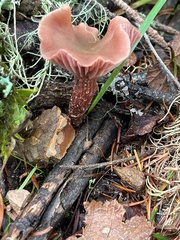 Laccaria amethysteo-occidentalis