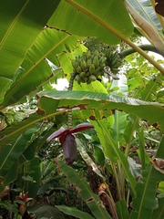 Musa balbisiana
