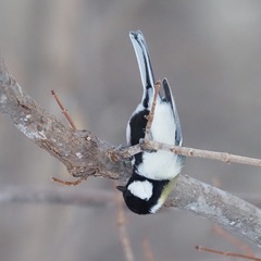 Parus minor