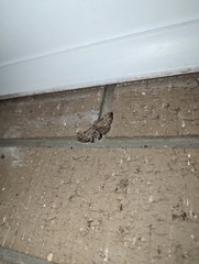 Sigilliclystis insigillata