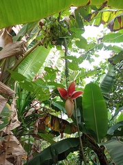 Musa balbisiana