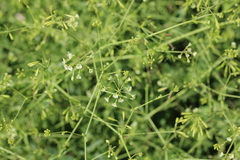 Commicarpus scandens