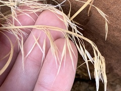 Bromus tectorum