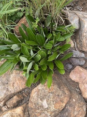 Parinari capensis capensis