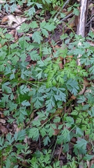 Osmorhiza brachypoda