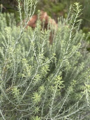 Helichrysum kraussii