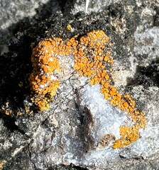 Xanthocarpia feracissima