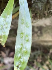 Loxogramme dictyopteris