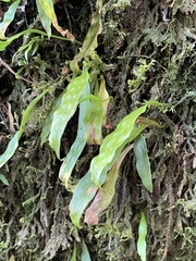 Loxogramme dictyopteris