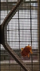 Podontia quatuordecimpunctata