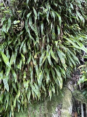 Loxogramme dictyopteris