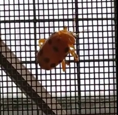 Podontia quatuordecimpunctata