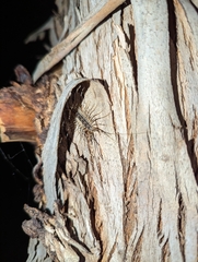 Allothereua maculata