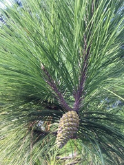 Pinus montezumae