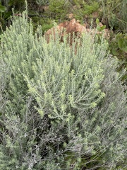 Helichrysum kraussii