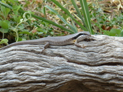 Trachylepis binotata