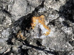 Xanthocarpia feracissima