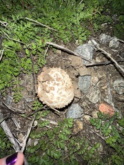 Amanita magniverrucata