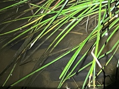 Oreochromis mossambicus