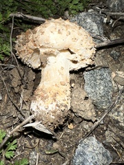 Amanita magniverrucata