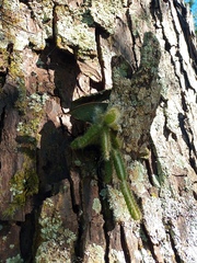 Selenicereus undatus