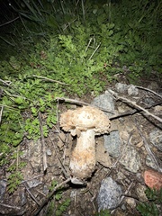 Amanita magniverrucata