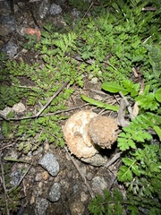 Amanita magniverrucata