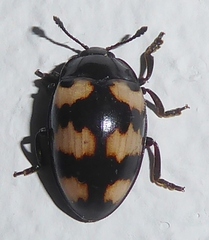 Erotylinae