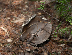 Amanita pekeoides