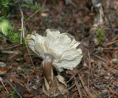 Amanita pekeoides