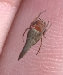 Eriovixia pseudocentrodes